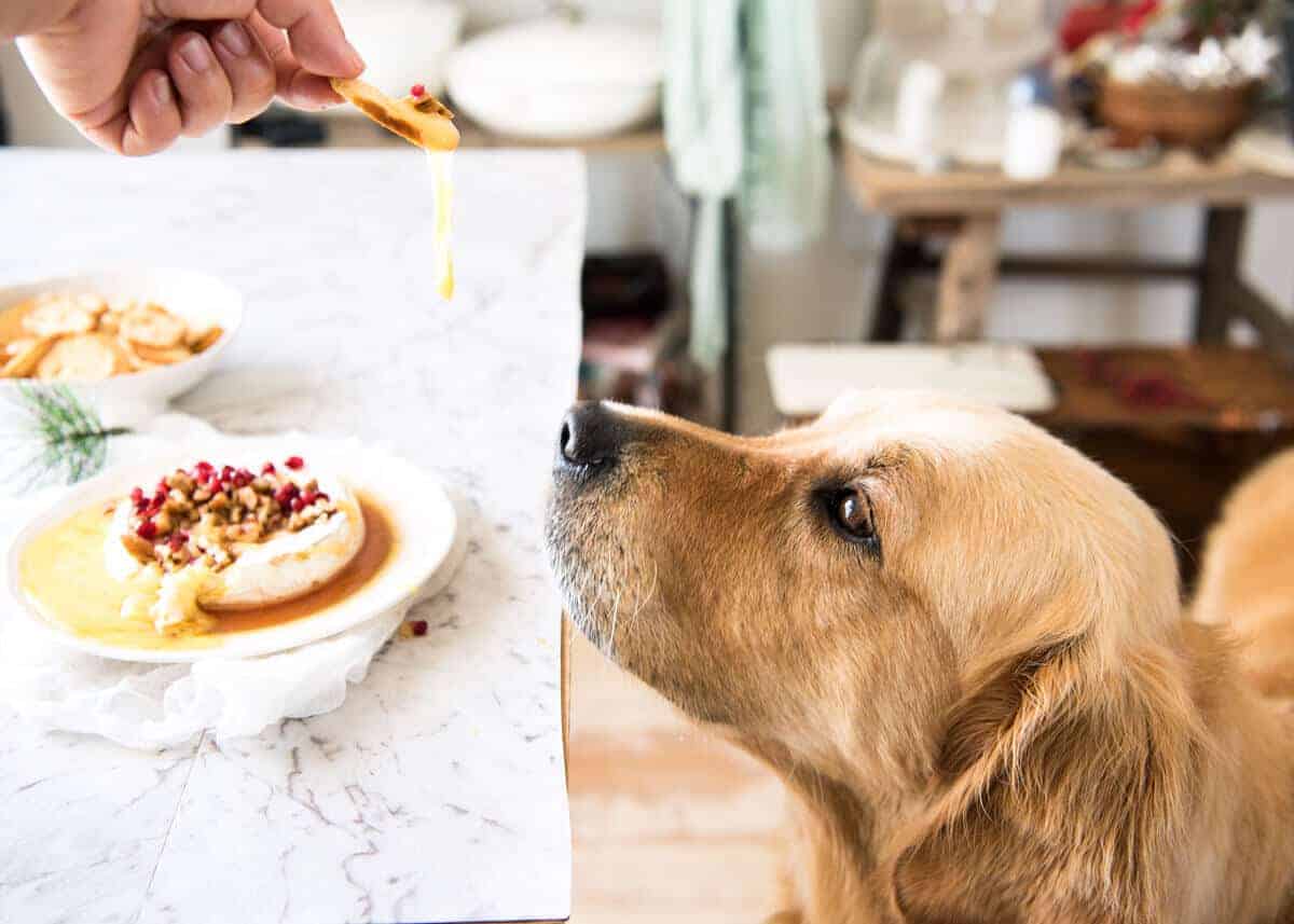 Dozer eyeing off melted brie