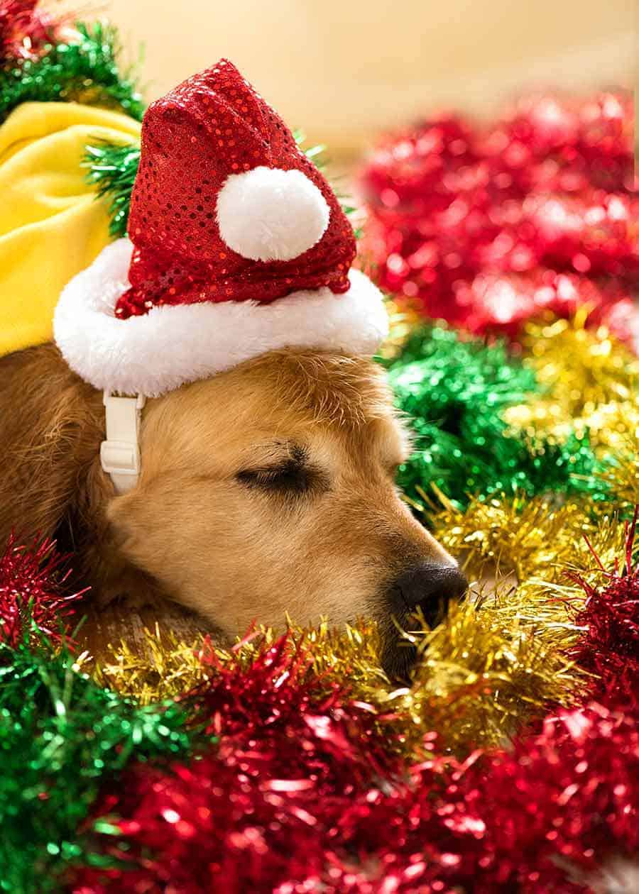 Dozer the golden retriever falling asleep in tinsel