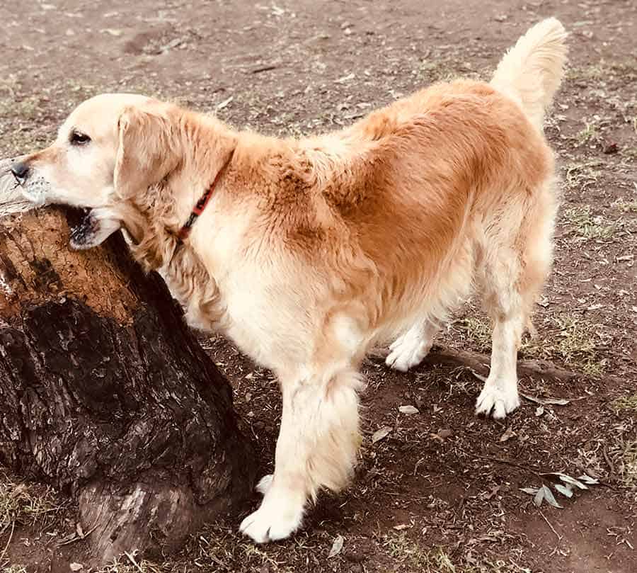 Dozer eating tree stump