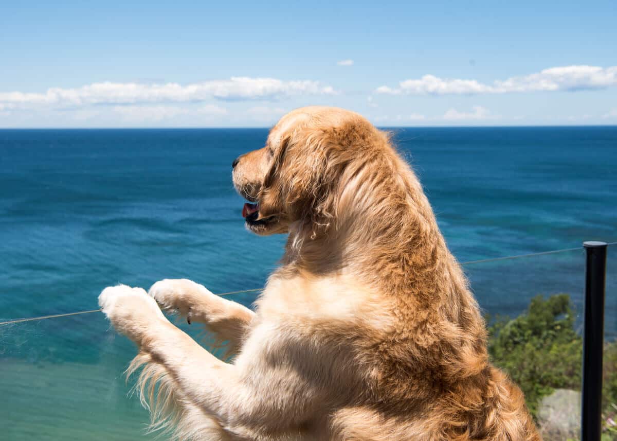 dozer-looking-out-at-ocean