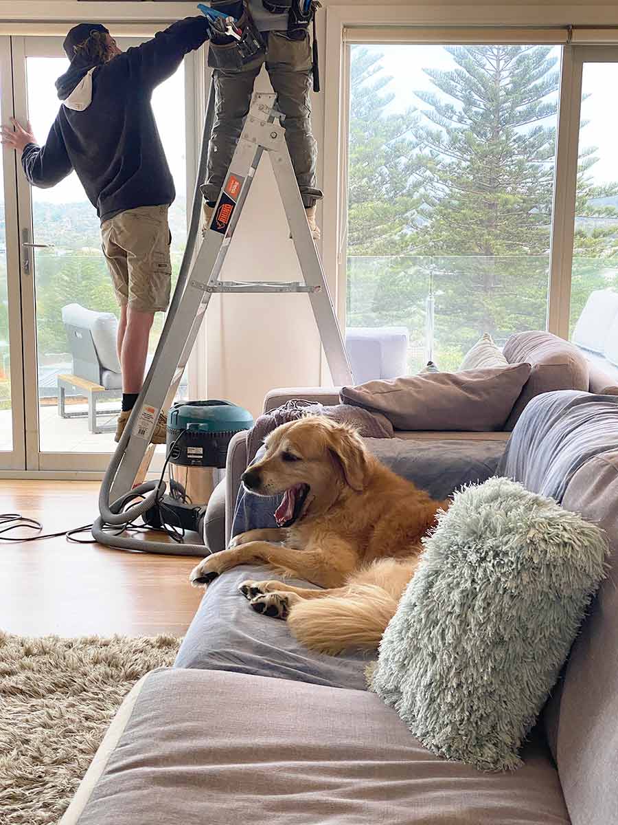 Dozer sleeping through tradies hammering away