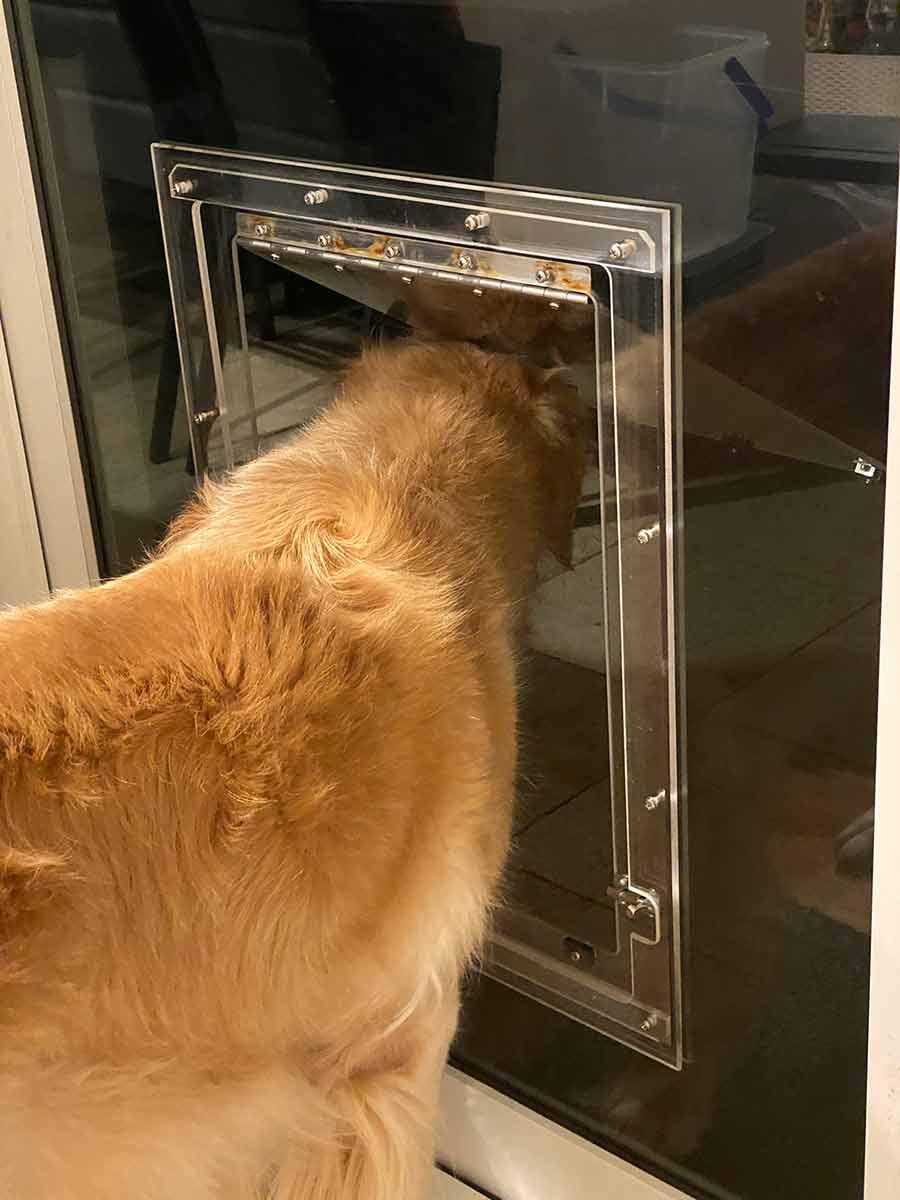 Dozer sticking his head through dog door winter