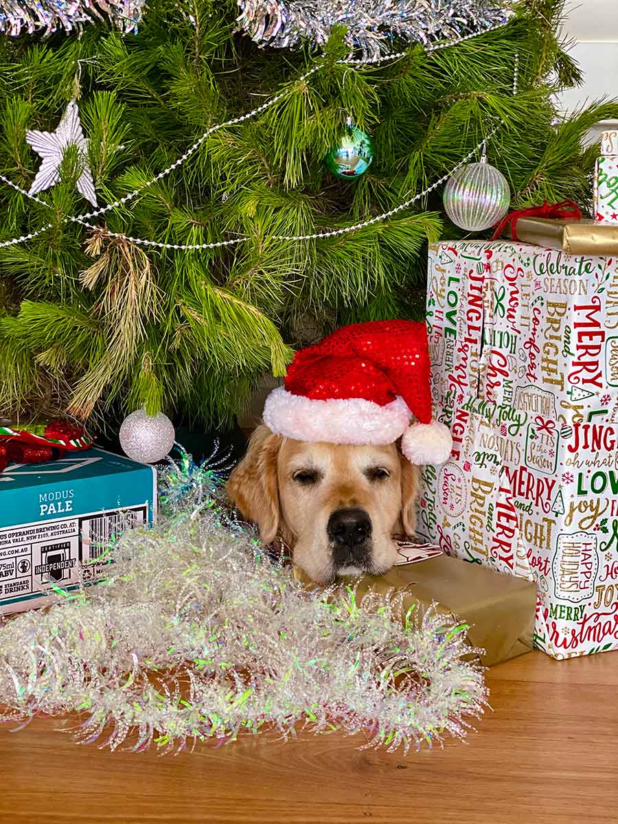 Dozer under Christmas Tree