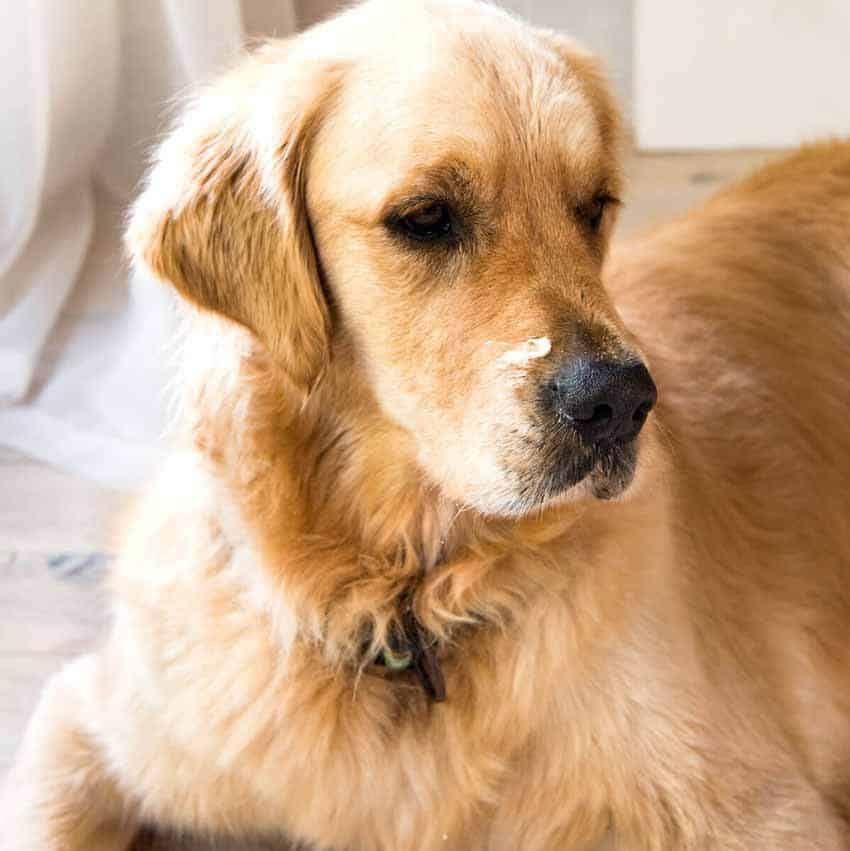 Dozer the golden retriever with dip or cream on his nose